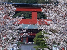Cherry Blossom in Japan