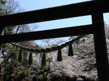 Kamakura Genjiyama Koen_2018-03-28_Hiroyoshi Kawana