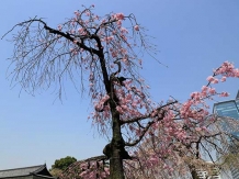Tokyo Ote-mon kokyo_2018-03-29_Hiroyoshi Kawana