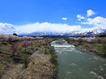 Sakura, Cherry Blossom in Niigata