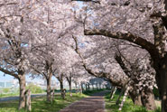 Seasonal Tours and Activities
