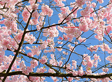 Spring Tours