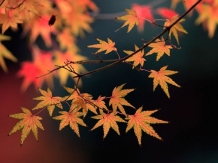 Autumn Leaves