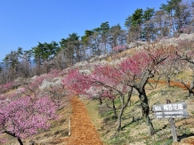 Ume, Plum Trees