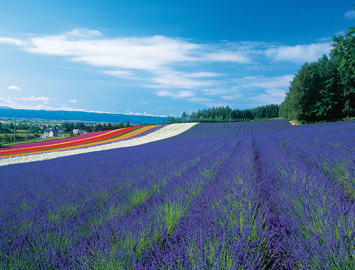 Lavender field in Furano