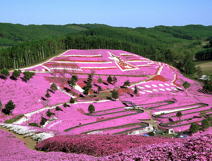 Shiba-Zakura (Pink Moss) Festival