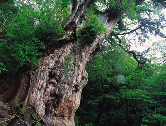 Cedro Jomon-sugi
