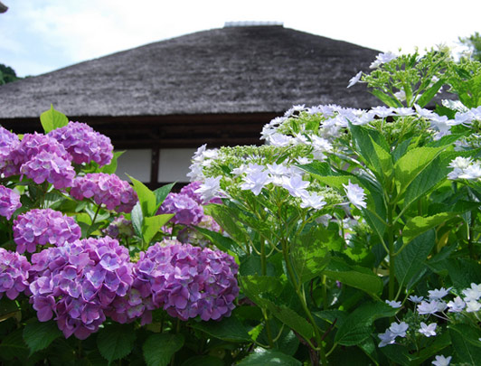 Engakuji, Kamakura, Kanagawa