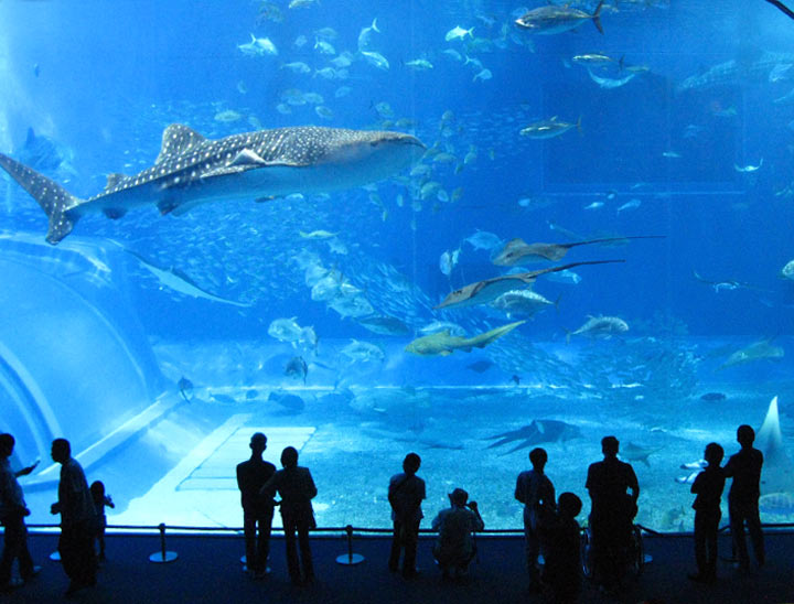 Acquario di Churaumi