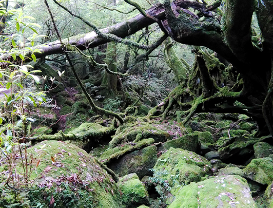 Burrone Shiratani Unsui