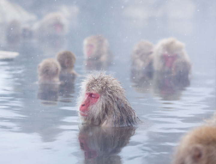 Jigokudani Yaen Koen (Parco delle scimmie selvatiche delle nevi)