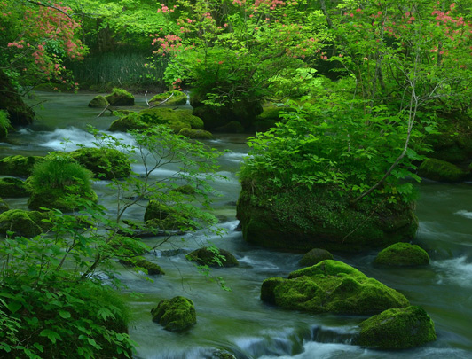 Oirase Mountain Stream