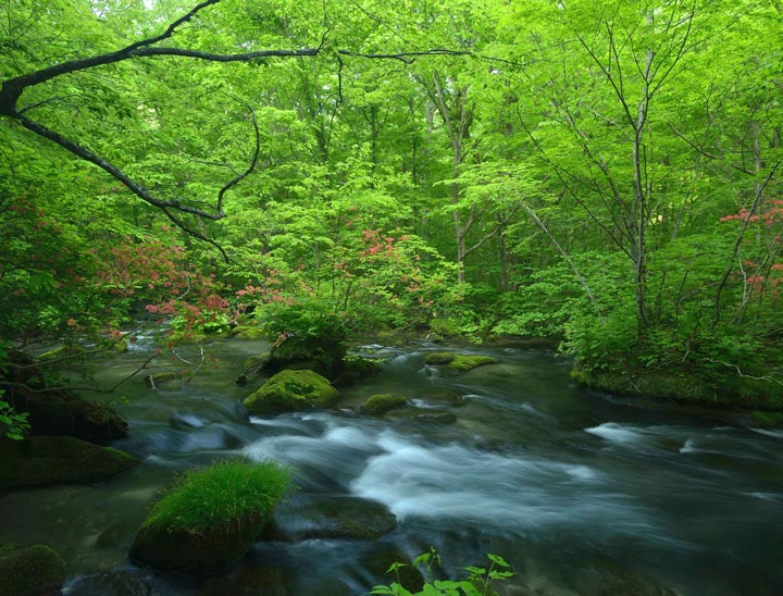 Oirase Mountain Stream