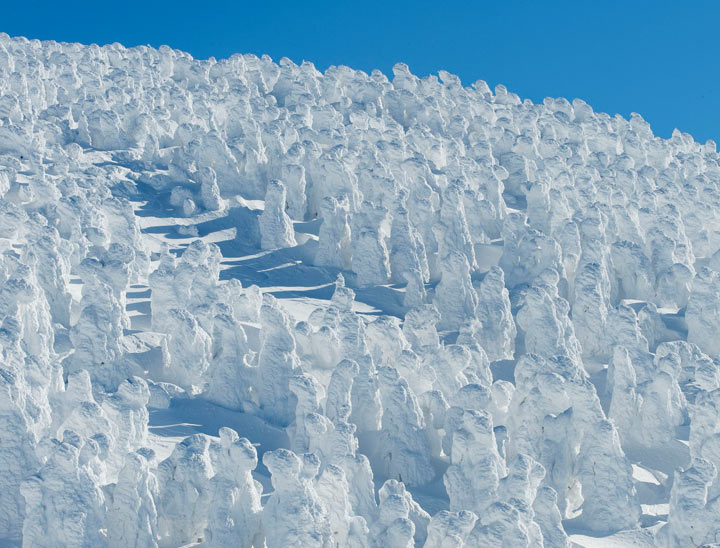 Zao Snow Monsters