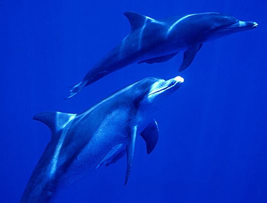 Ogasawara islands