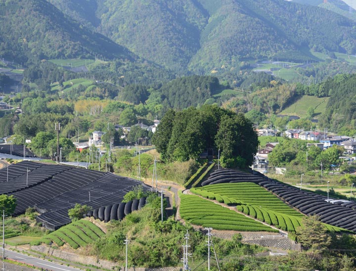 Uji Green Tea