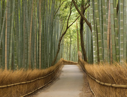 Sagano Bamboo Grove