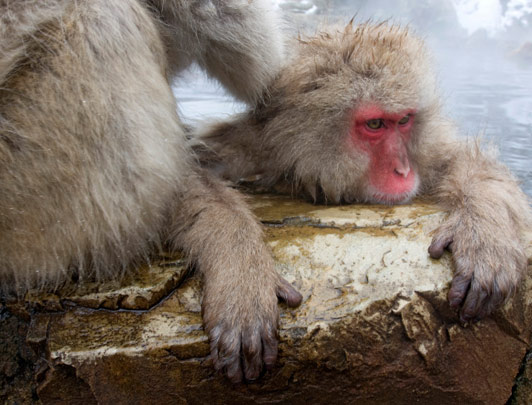 Snow Monkey