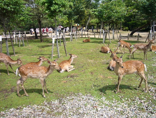 Nara Deer Park