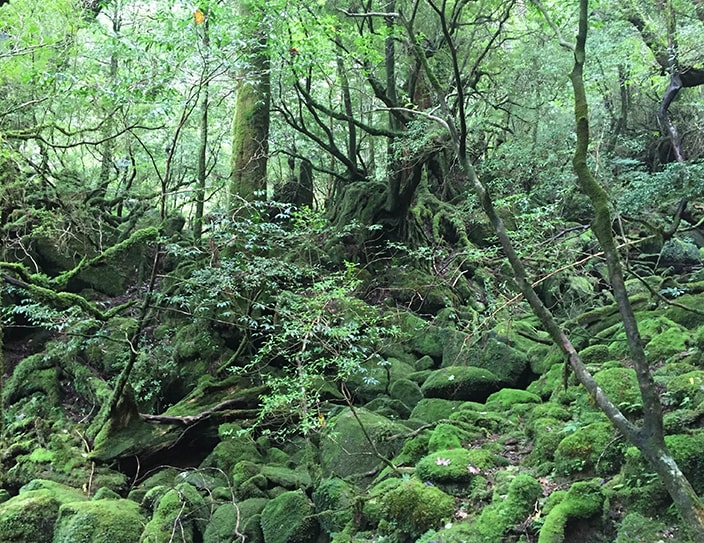 The craggy peaks and ancient forests of Yakushima, and a side trip to Tanegashima